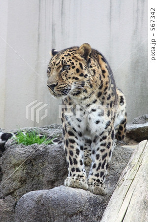 アムールヒョウ 567342