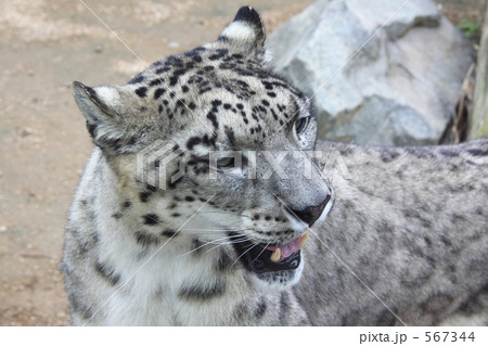 ユキヒョウ 567344