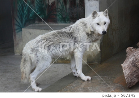 オオカミ オオカミ 567345