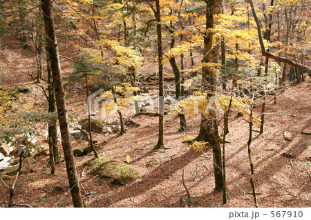 黄葉の森 567910