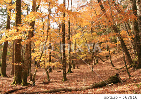 黄葉の森 567916