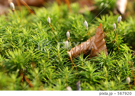 スギゴケと落葉 567920