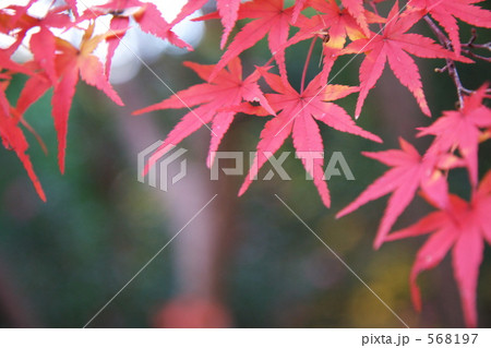 いろづく紅葉 いろづく紅葉 568197