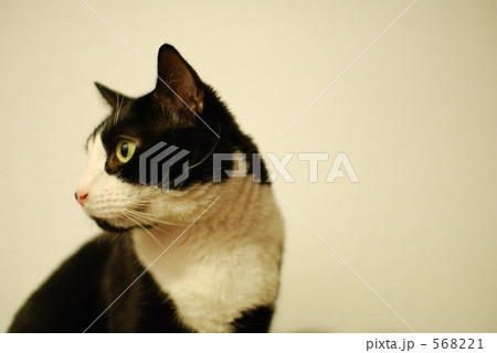 猫の横顔 猫の横顔 568221
