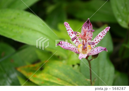 ホトトギスの花 568287