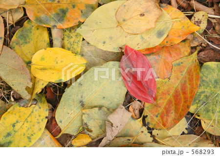 柿の葉の落葉 568293