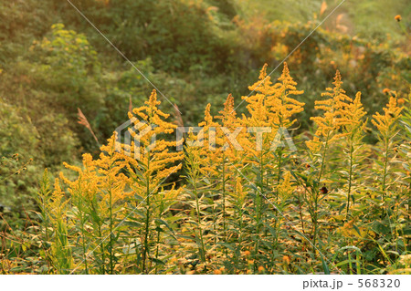 夕暮れのセイタカアワダチソウ 568320