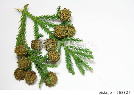 スギの実と葉っぱ 568327