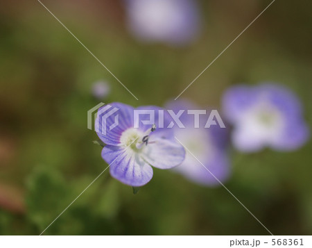 春野に群生オオイヌノフグリ 568361