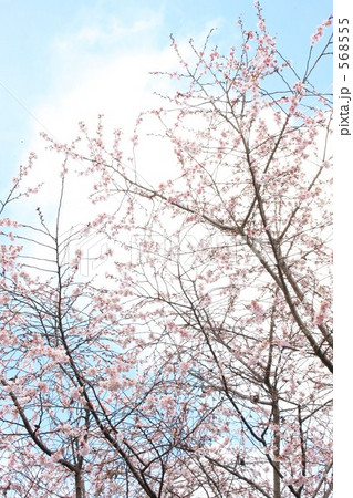 寒桜 568555