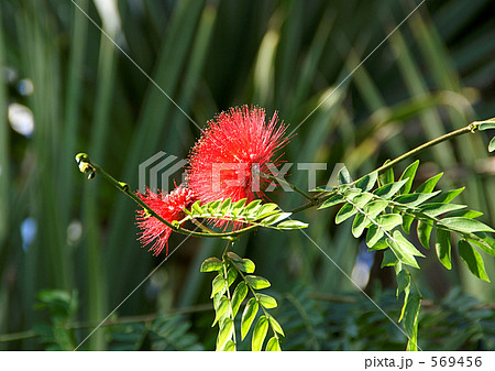 オオベニゴウカン 569456