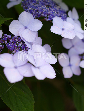 額紫陽花 569754