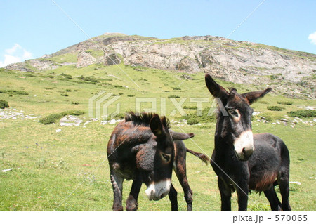 ピレネー山脈の馬 570065