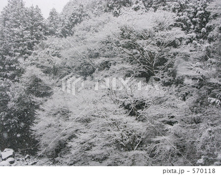 枯れ木に咲いた雪の花 枯れ木に咲いた雪の花 570118