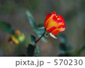 薔薇　チャールストン 570230