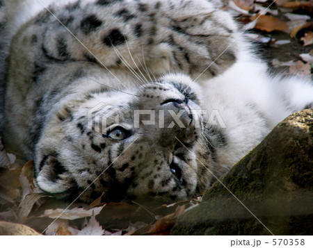 ユキヒョウ(寝転び) ユキヒョウ(寝転び) 570358