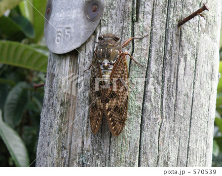 アブラゼミ 570539