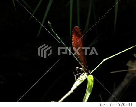 ミヤマカワトンボ（雄） 570541