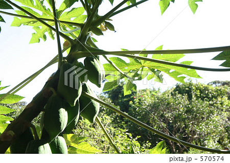 パパイヤの木 570574