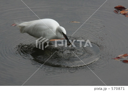 獲った 獲った 570871