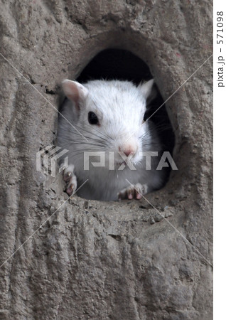 ハイイロリス　２ 571098