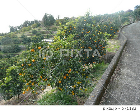 みかん山 571132