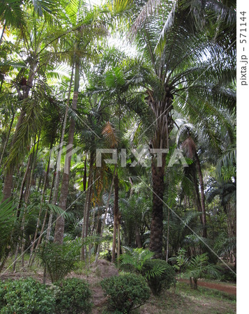 熱帯植物とジャングル 571144