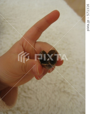 木の実を持つ小さな手 571316