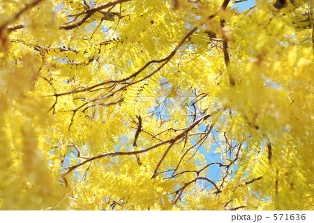 ジャカランダ紅葉 ジャカランダ紅葉 571636