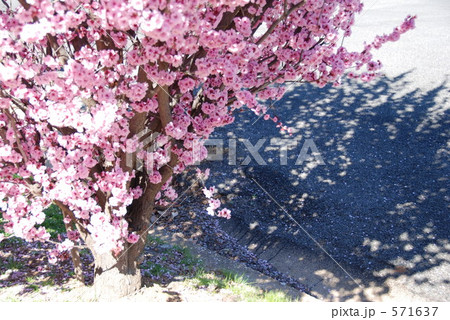 フラワープラム 571637