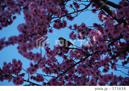 フラワープラムとメジロ 571638