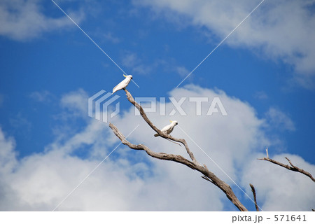 キバタン キバタン 571641