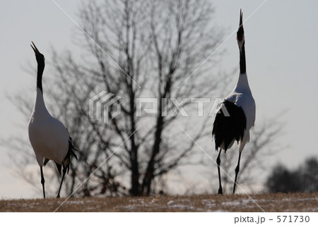 タンチョウ 571730