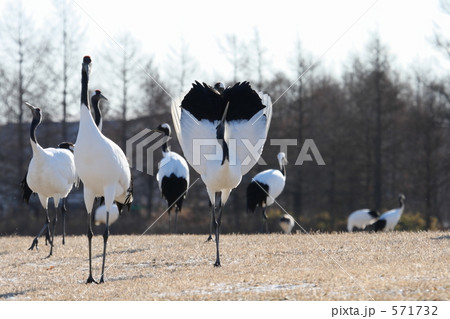 タンチョウ 571732