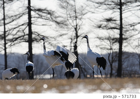 タンチョウ 571733