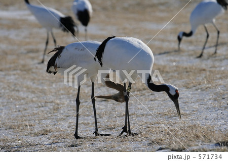 タンチョウ 571734