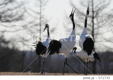タンチョウ タンチョウ 571735