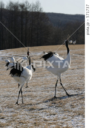 タンチョウ 571737