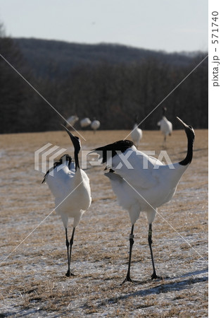 タンチョウ 571740