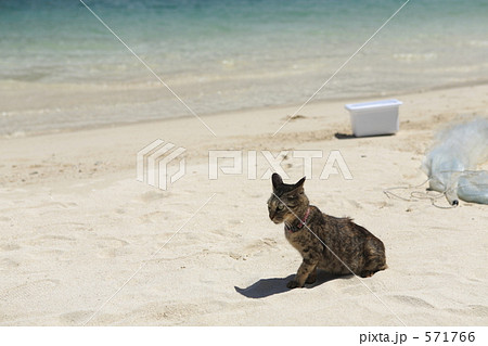 南の島の砂浜の猫 571766