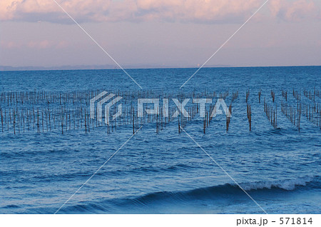 伊勢湾の海苔養殖 571814