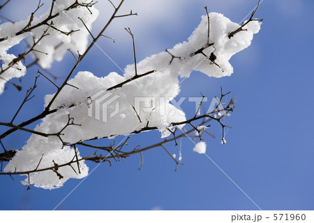 青空に雪の花 571960
