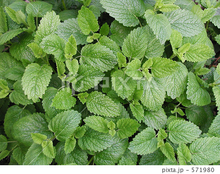 レモンバーム レモンバーム 571980