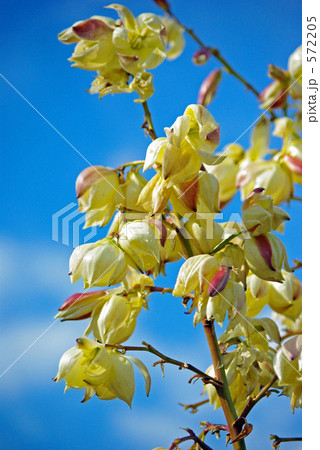 アツバキミガヨランの花 アツバキミガヨランの花 572205