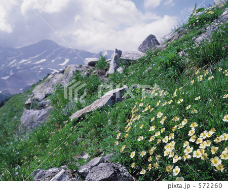山上のお花畑 山上のお花畑 572260