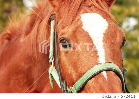 サラブレッドの瞳 サラブレッドの瞳 572411