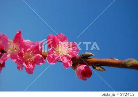 ●青空に・・桃の花● ●青空に・・桃の花● 572415
