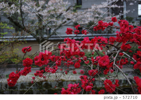 哲学の道に咲くぼけの花 哲学の道に咲くぼけの花 572710