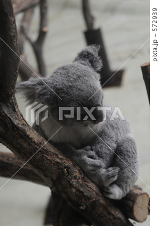 多摩動物園のコアラ 572939