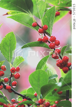 赤い実 赤い実 573015
